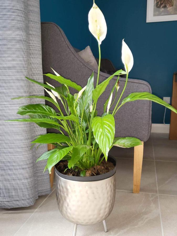 Ross Mill Apartment Belfast Luaran gambar